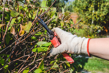 Hand in a glove with garden scissors trimming a bush. Cutting faded stems, hedge, branches with...