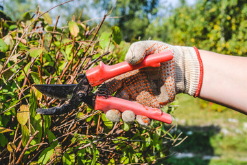 Hand in a glove with garden scissors trimming a bush. Cutting faded stems, hedge, branches with gardening tools, secateurs, scissors. Hard autumn work in garden. September, sunny day. Seasonal work