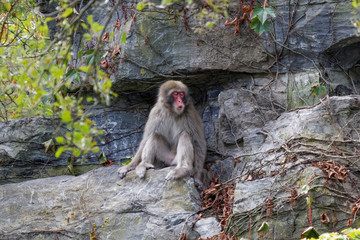 Macaque japonais assis