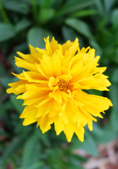 Yellow Cosmos (Cosmos sulphureus) on the flowerbed in the park.