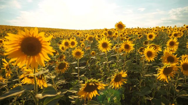 Sunset over the field of sunflowers against a cloudy sky. Beautiful summer landscape agriculture. slow motion video. field of blooming sunflowers lifestyle on a background sunset. harvesting