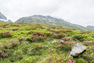Alpenrose Strauch und Nebel in einem Tal in den Alpen, &Ouml;sterreich