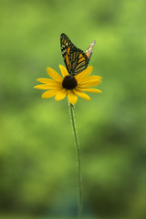 Monarch Butterfly
