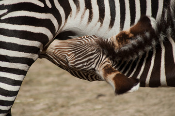 portrait of little zebra with mother in the savannah
