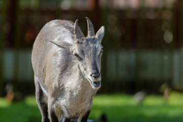 Grand Bharal en gros plan