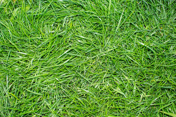 grass lawn bright green color landscape field design background