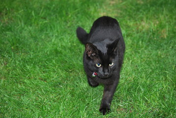 Black kitten on grass