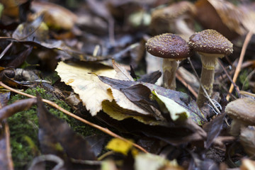 Honey fungus (or Armillaria) in forest, mushrooms in autumn leaves, background