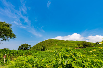 夏の平尾台【福岡県北九州市】