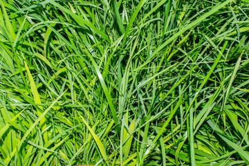 grass lawn bright green color landscape field design background