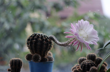 Flowering cactus at home on the windowsill, spiny plant with pink flower