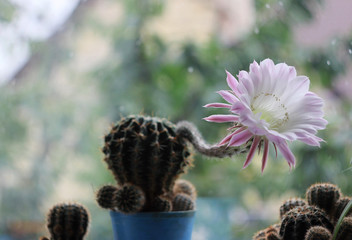 Flowering cactus at home on the windowsill, spiny plant with pink flower