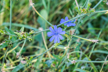 medicinal plant flower chicory applied in medicine background design