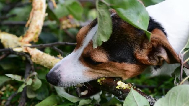Jack Russell nibbles stick on the grass in the Park