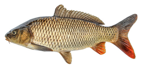Fish carp with scales. Raw river fish. Fresh goldfish, side view. Isolated on white background