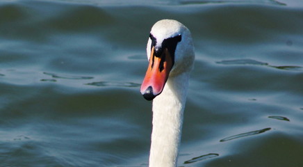 Swan in water