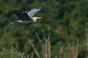 Airone Cemerino