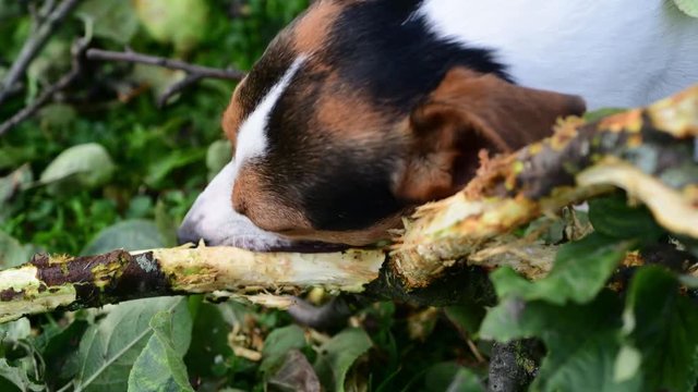 Jack Russell nibbles stick on the grass in the Park