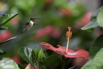 Ready to Drink from the Hibiscus Fountain