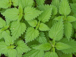 Green leaves of nettle close-up, background
