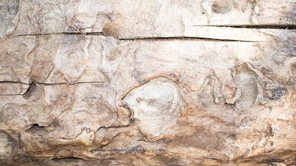 tree bark brown for background design