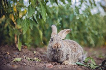 Brownish gray rabbit hare giant on backdrop of garden. Sun light. Concept farm for breeding animals