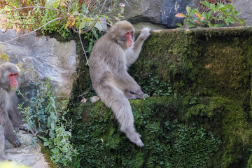 Macaque japonais assis