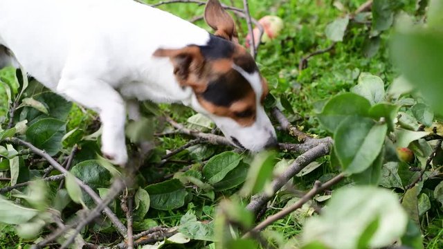 Jack Russell nibbles stick on the grass in the Park