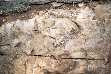 tree bark brown for background design