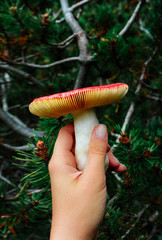 Colorful big fresh red cap edible russula mushroom in the hand, green forest on background. Red hat brittle gill mushroom closeup, fungi picking up concept.