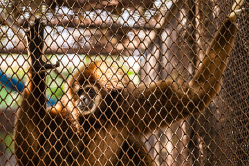Small caged monkey