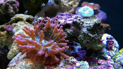 Sea anemone actinia, snail and fish in aquarium. Amazing, beautiful underwater world.