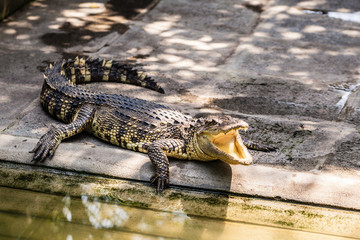 Alligator with open mouth near the water