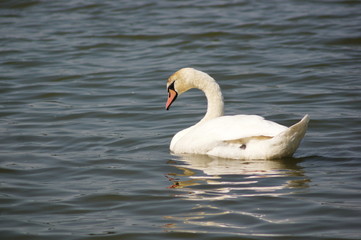 Obraz premium Swan in water