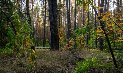 evening in pine forest in autumn