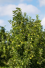 Fototapeta na wymiar Apples Growing on the Trees