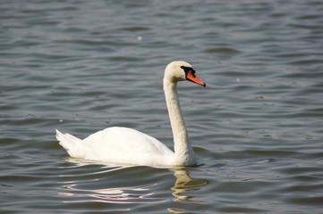 Swan in water