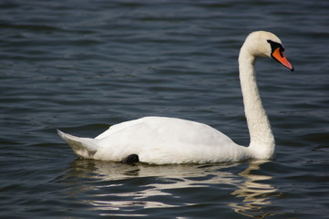 Fototapeta premium Swan in water