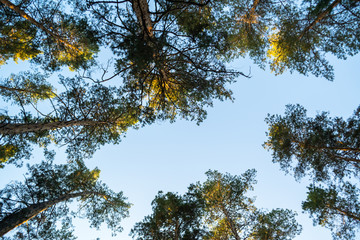 tall trees in pine forest
