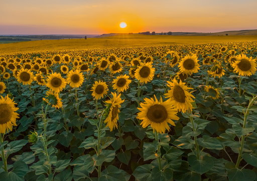 Sunset on the sunflower field. Summer sunset.