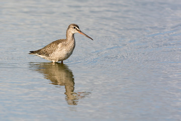 Spotted redshank on the west coast in Sweden