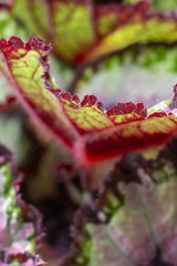 Abstract colorful blurred Begonia Rex, King Begonia Casey Corwin leaves, leaf margin, texture background