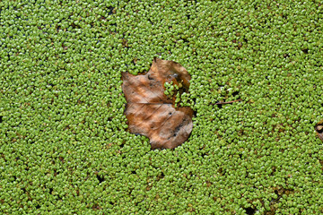 Protein of future - Duckweed farming