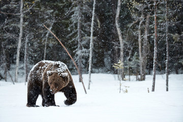 Brown bear in winter