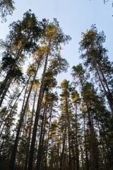 evening in pine forest in autumn