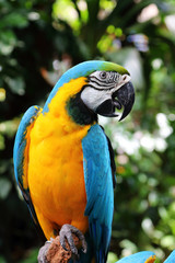 Blue and Yellow Macaw