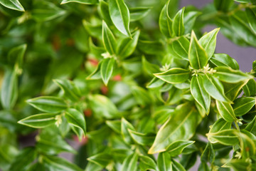 Grüne Momente unseres Leben