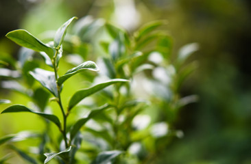 Grüne Momente unseres Leben