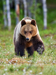 Obraz premium Brown bear in the finnish taiga