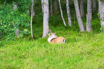 Single fallow deer lying in the shade of the trees.